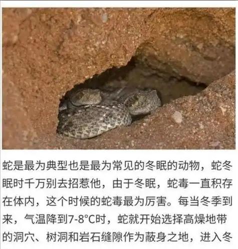 蛇冬眠的时候有多危险？一个专业捕蛇人坦言：一旦蛇进入冬眠，它就可能变成老鼠的一顿