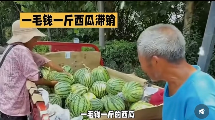 滞销西瓜被网红压价到一毛多一斤西瓜滞销，价格可能要比往常低。但网红把西瓜价格压到