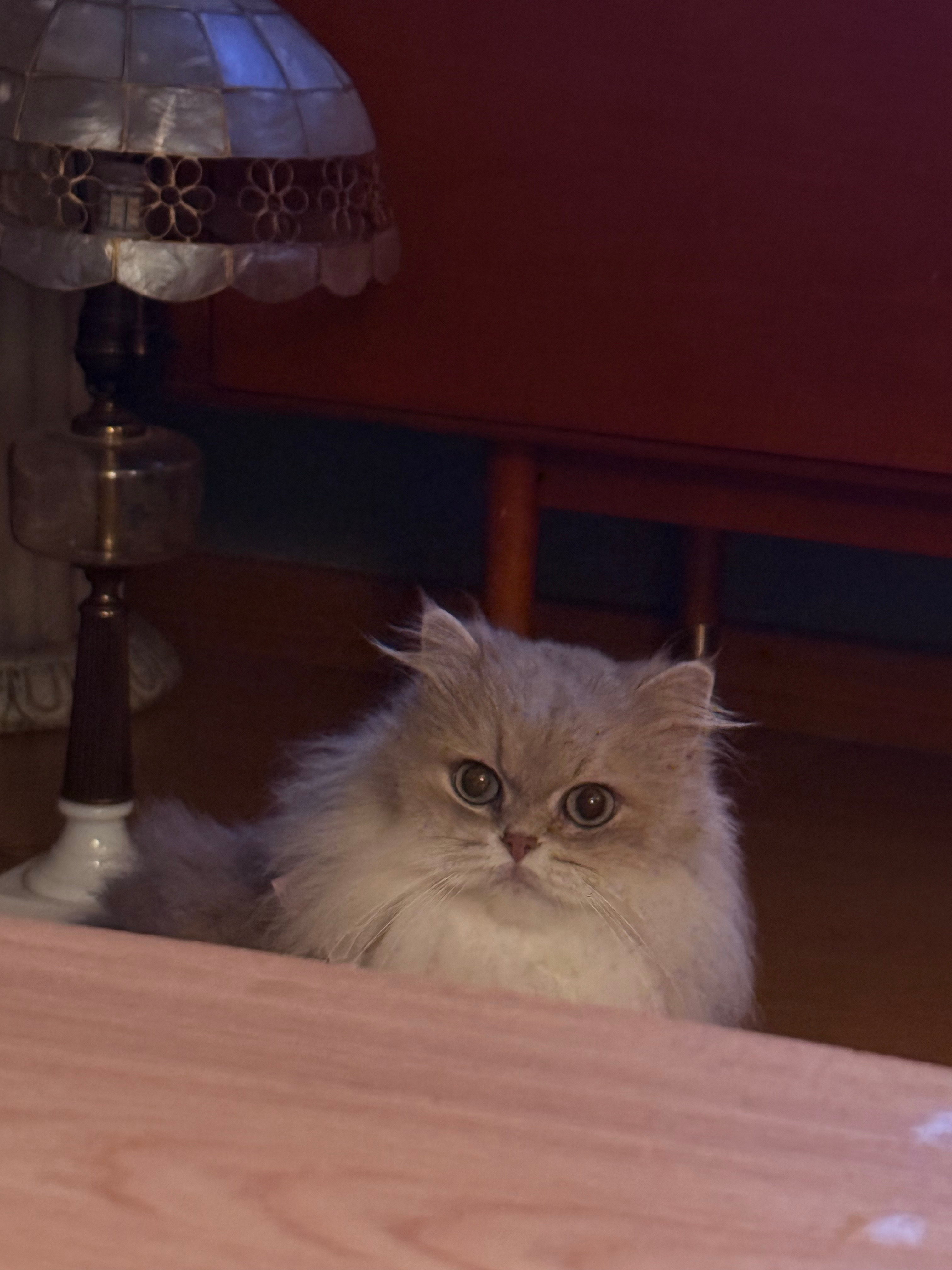 一只特别有自己想法的小猫猫 ​​​