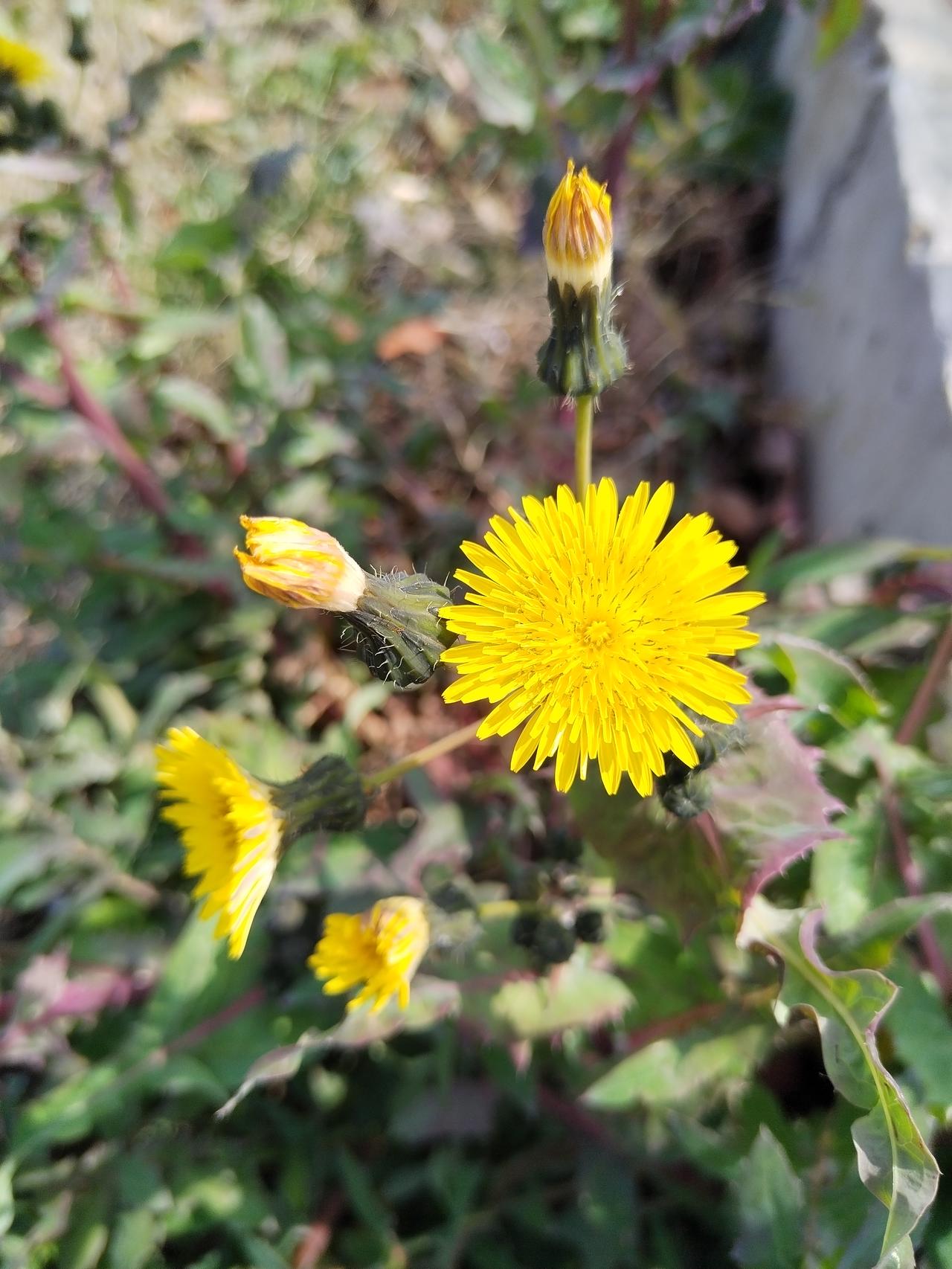 【趣联联趣】
上联：严聪，人当筑梦承天地
下联：？
《访春·其九》
少年知五谷，
