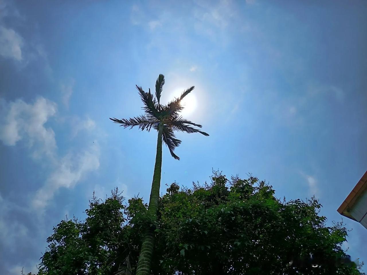 发一张户外照片看看烈日下高高的棕榈树。