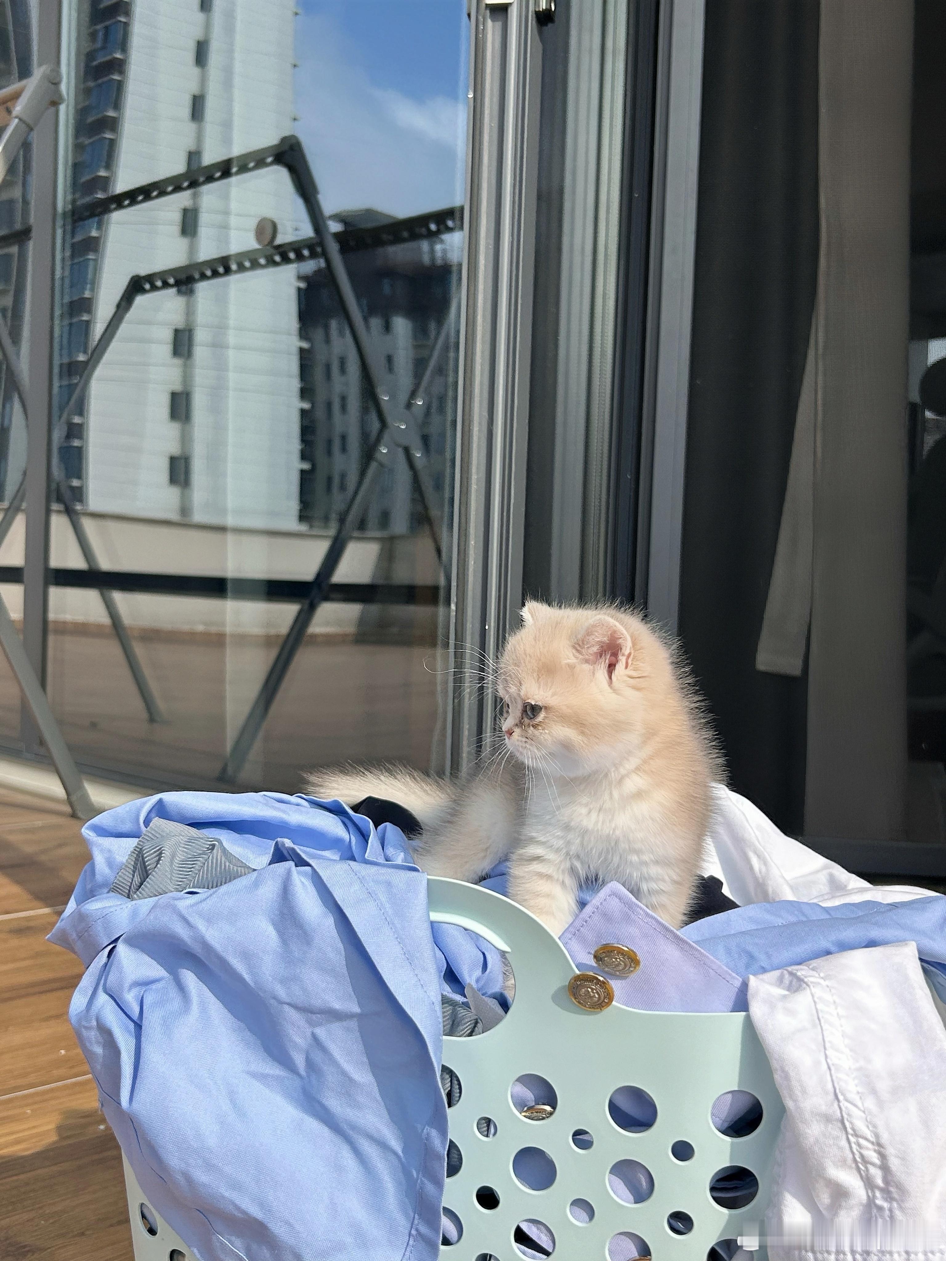 小猫洗衣房🧺 ​​​