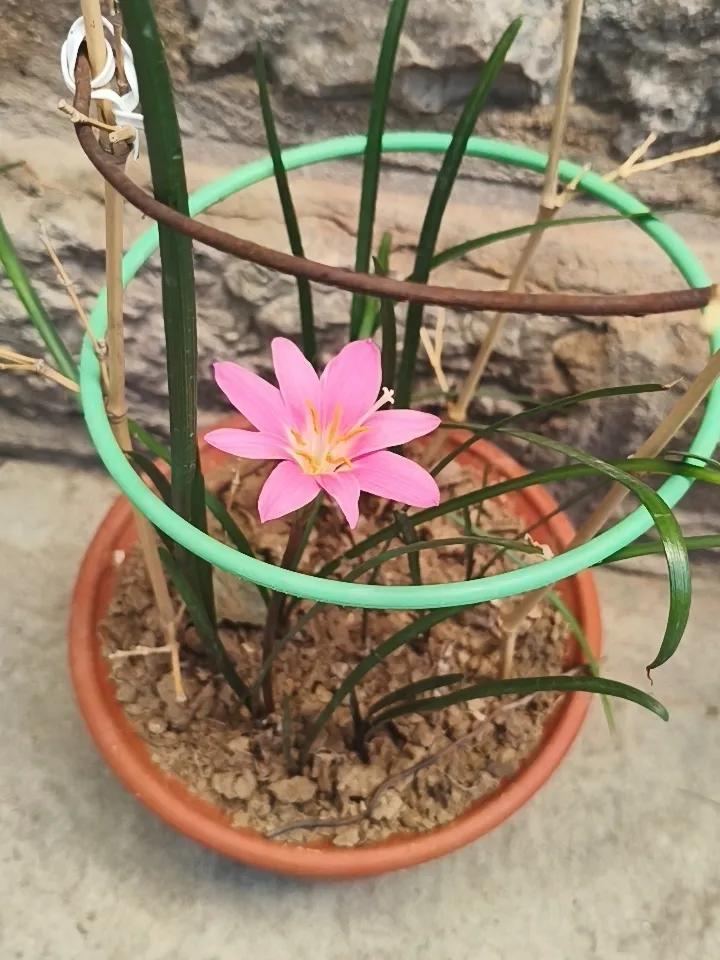 农家小院的韭菜莲，太好了吧！
拍摄于肥城市潮泉镇
头条首发