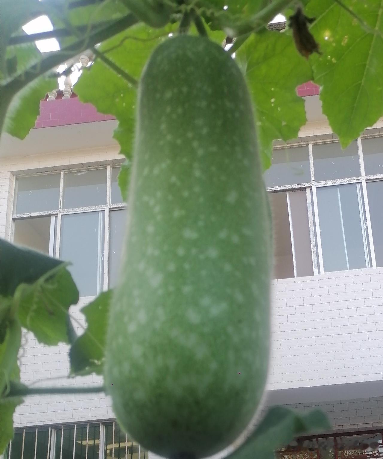 《葫芦（李林摄于汉中城固）》
