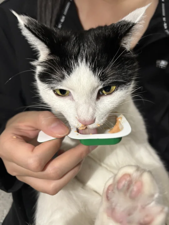 评价一下帕特主食猫小勺