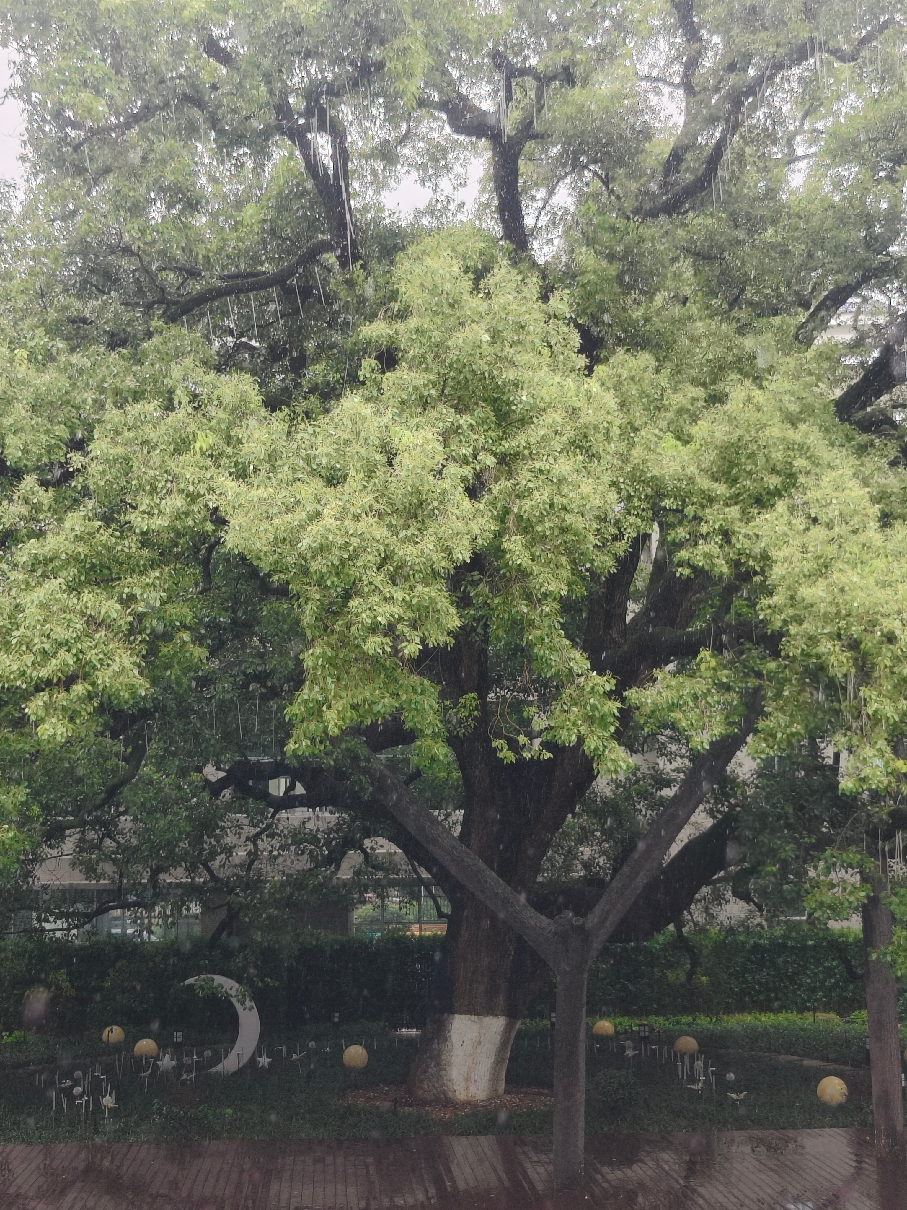长沙今天的雨好大啊！你那里大不大？ 