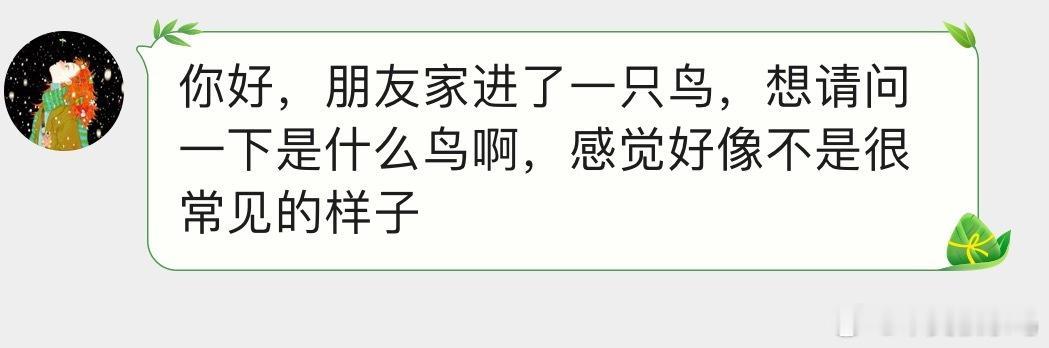 鸟粉投稿 飞屋里的【夜鹰】幼鸟张嘴是在吓敌人，假装自己很凶！（已经让它自己飞走了