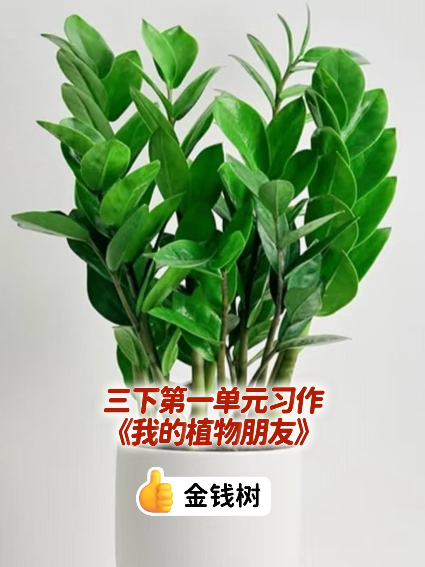 《我的植物朋友》  金钱树。三年级下册第一单元习作《我的植物朋友》，同...
