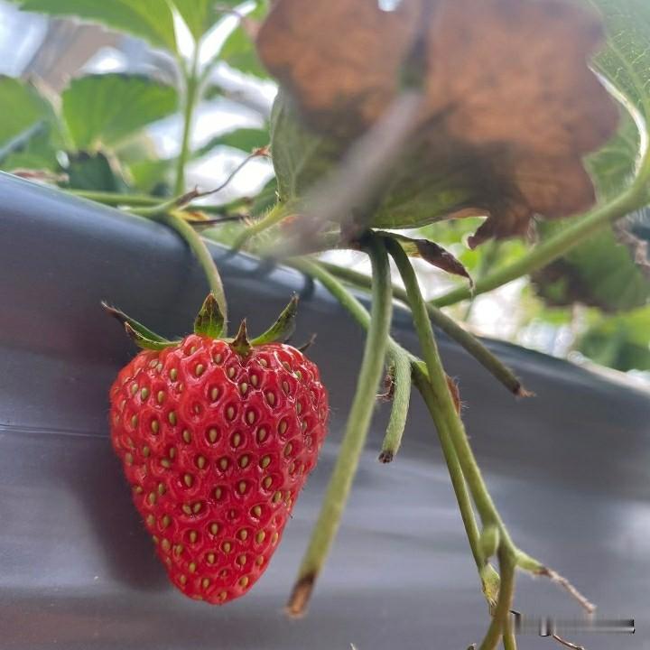昨天下午，我买了一个本地西瓜，一块五一斤。当时，我的手里还拿着几个快递。所以，我