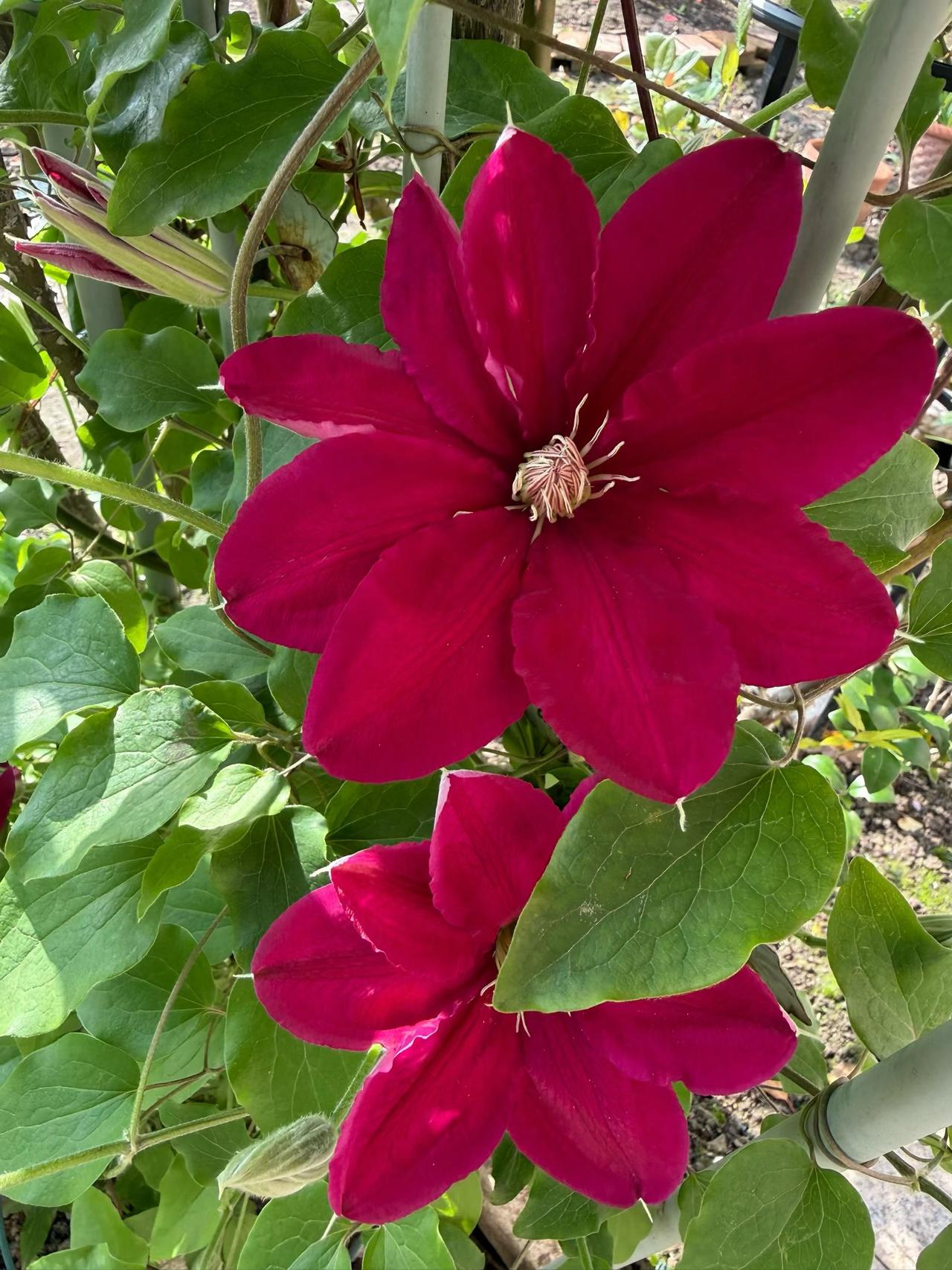 居家劳作：怒比亚，是勤劳的铁线莲……
 爱上种🌹