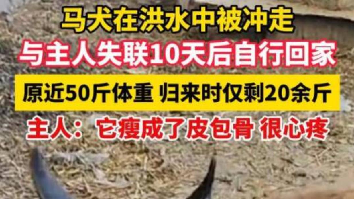 七月上旬，百色受强降雨影响，河道水位暴涨突发山洪，陆先生家中的马犬来不及躲避，被