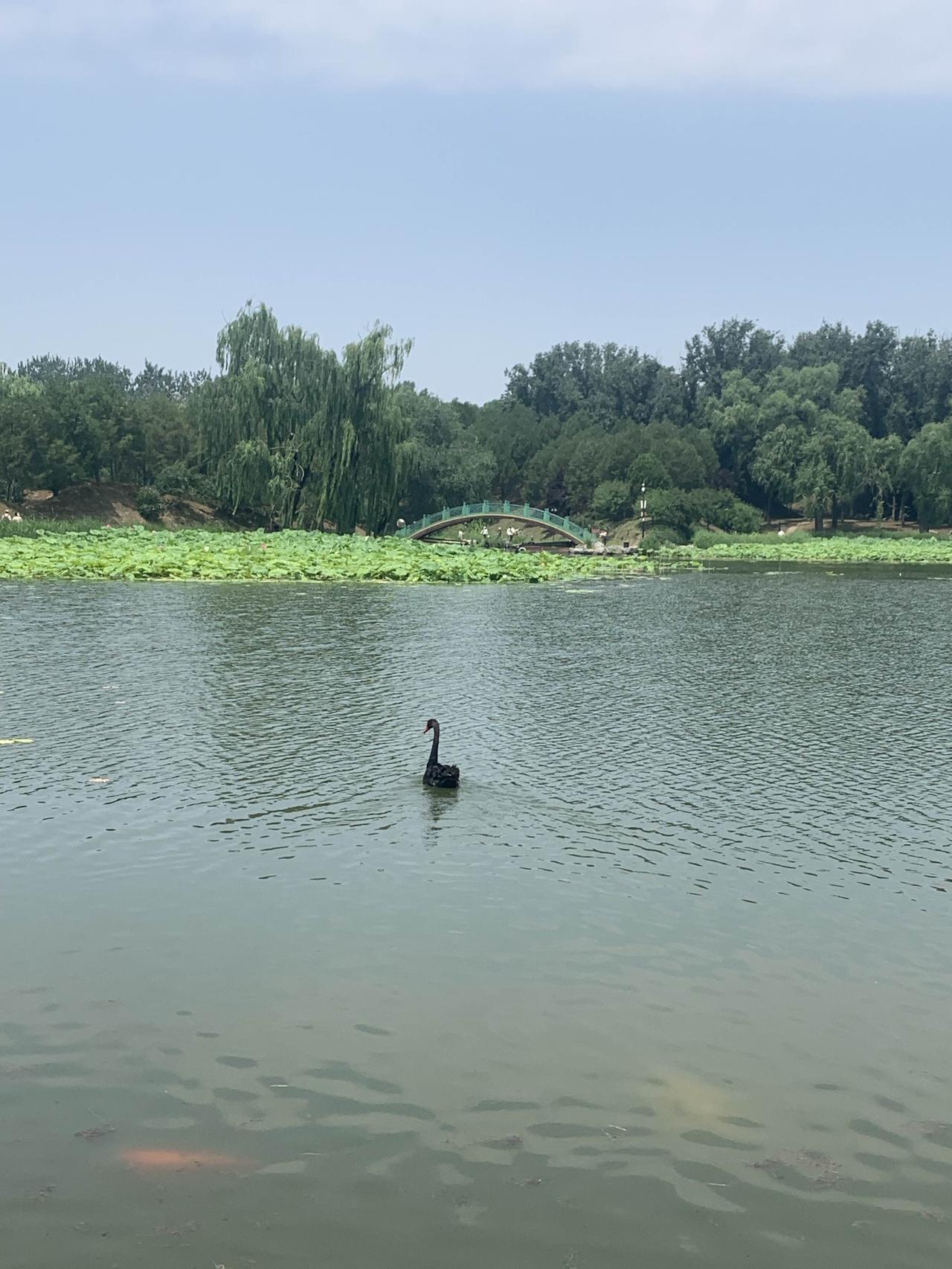 又没戏！
北京的朋友们，你们参加“油车”摇号多少年啦？
我先说说：我参加摇号都1