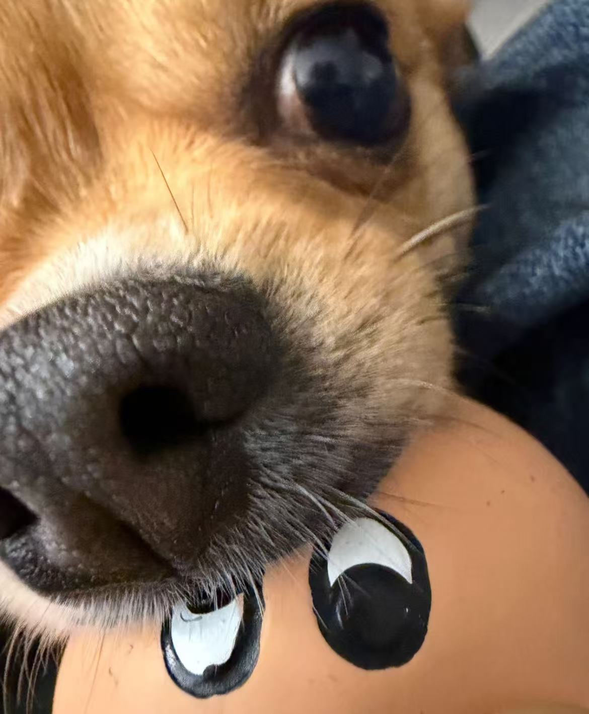 我的愿望是魂穿这只狗趴在我哥哥的腿上一动不动的狂吸 