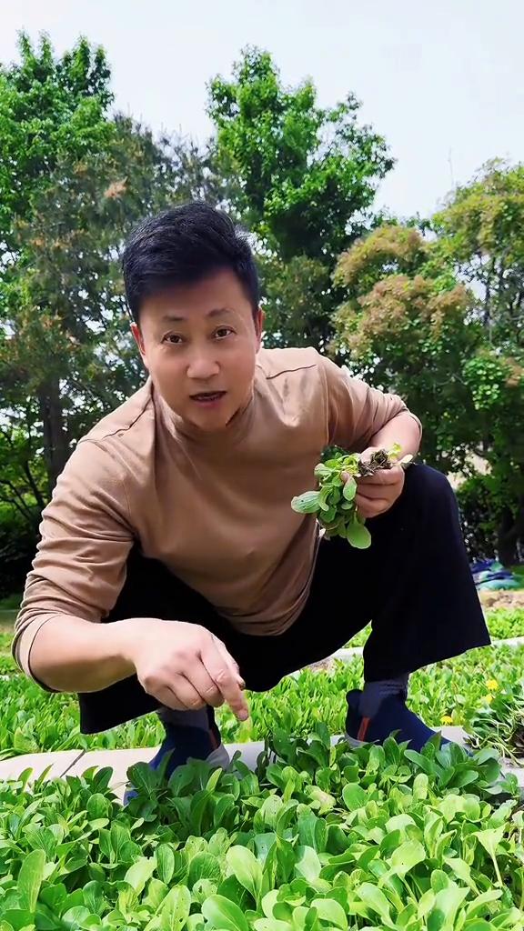 家人们，丰收来的就这么快，半个月撒的种子现在已经可以收获了。这鸡毛菜清炒火锅做汤