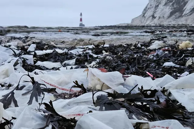 【英国现薯条海滩 海鸥梦想成真，清洁人员却累坏了】英国南部苏塞克斯郡一段原本宁静
