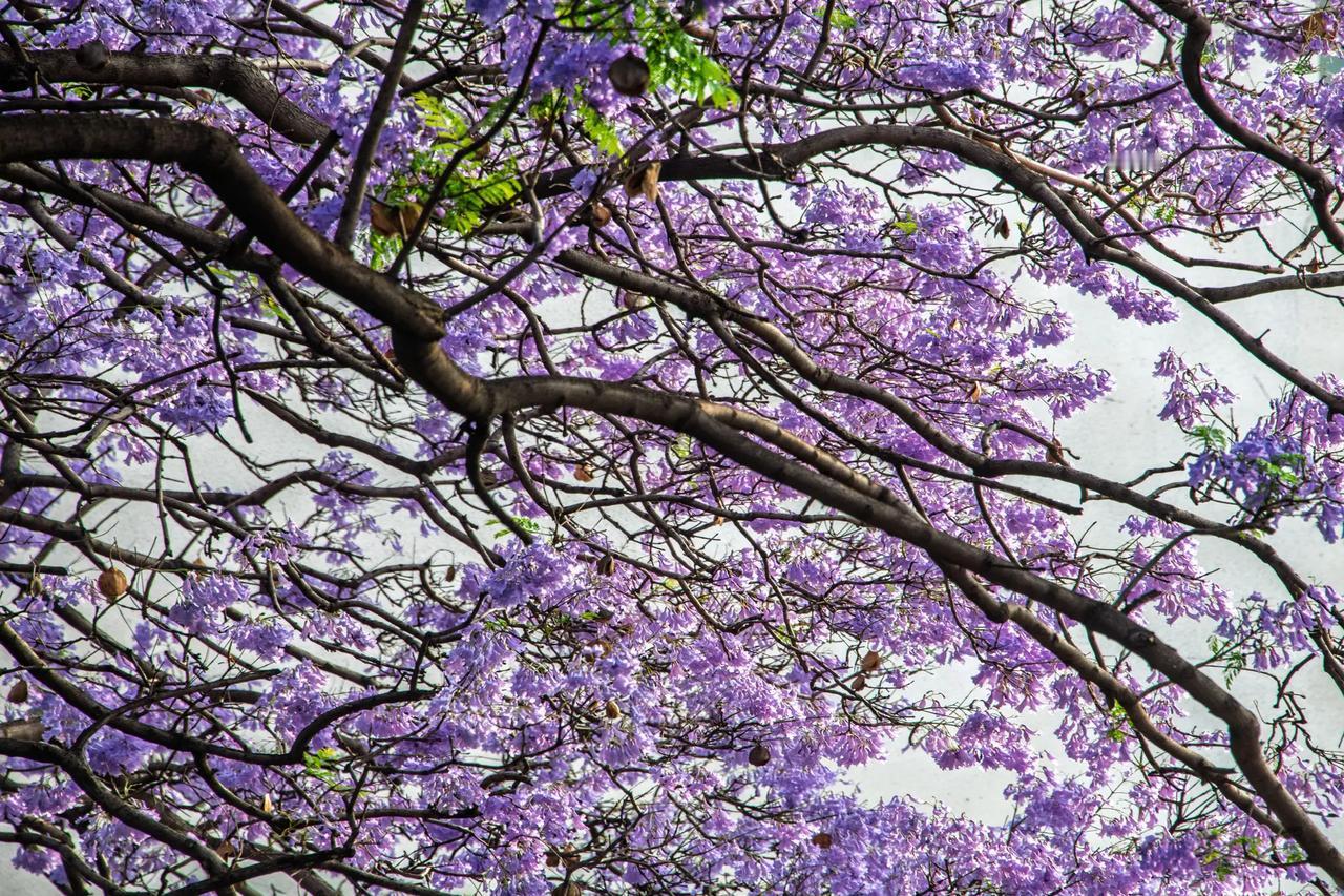 西昌航天北路蓝花楹。西昌航天北路蓝花楹