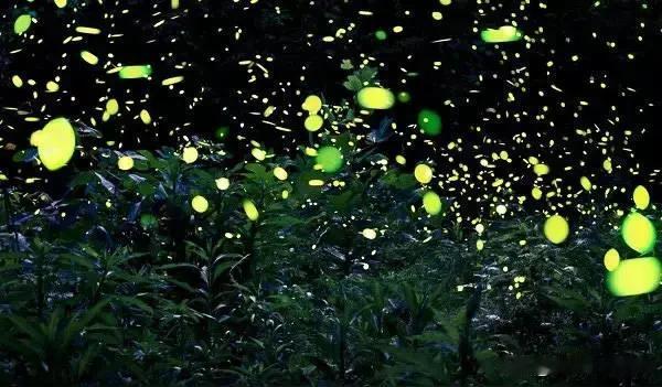 咏萤火虫
            一
心有乾坤道义生，
自把光明照夜空。
飘飘荡
