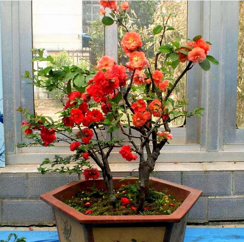 海棠花是我国的传统名花，自古以来就受到人们的喜欢，以前很多富贵人家的庭院花园，或