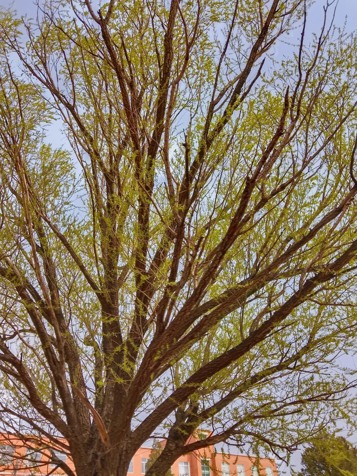 春意盎然，绿意盎然的树与橙色的建筑相映成趣。