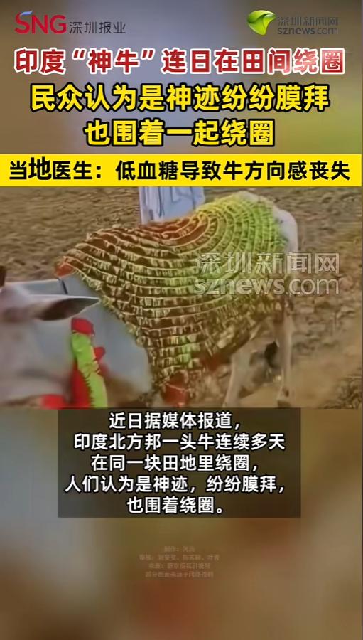 “这下尴尬了！”6月14日报道，印度北方邦，当地出了一件神异的事，一头大白牛围着
