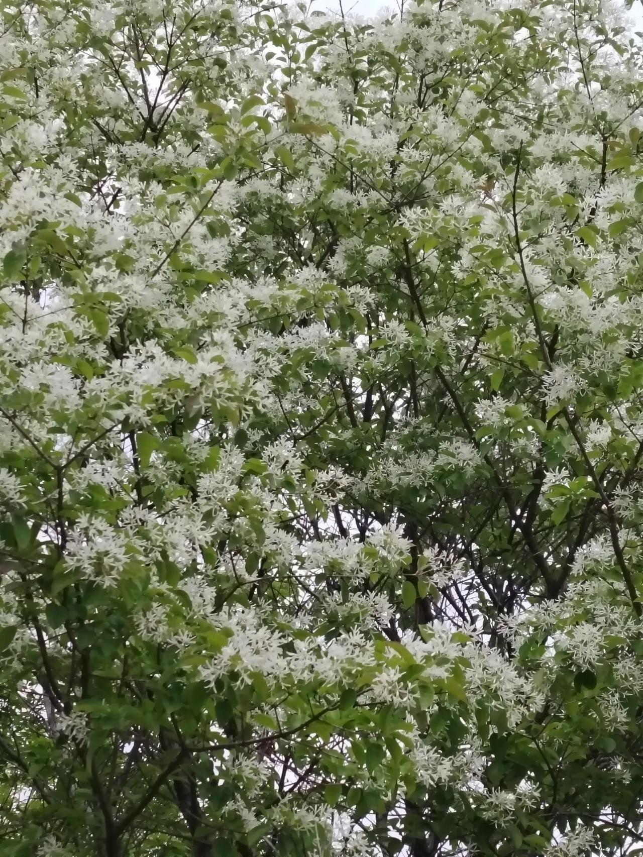 迟暮的流苏
四月的风铃摇醒了最后一树流苏，青岛雕塑园的流苏总爱迟到。当江南的流苏