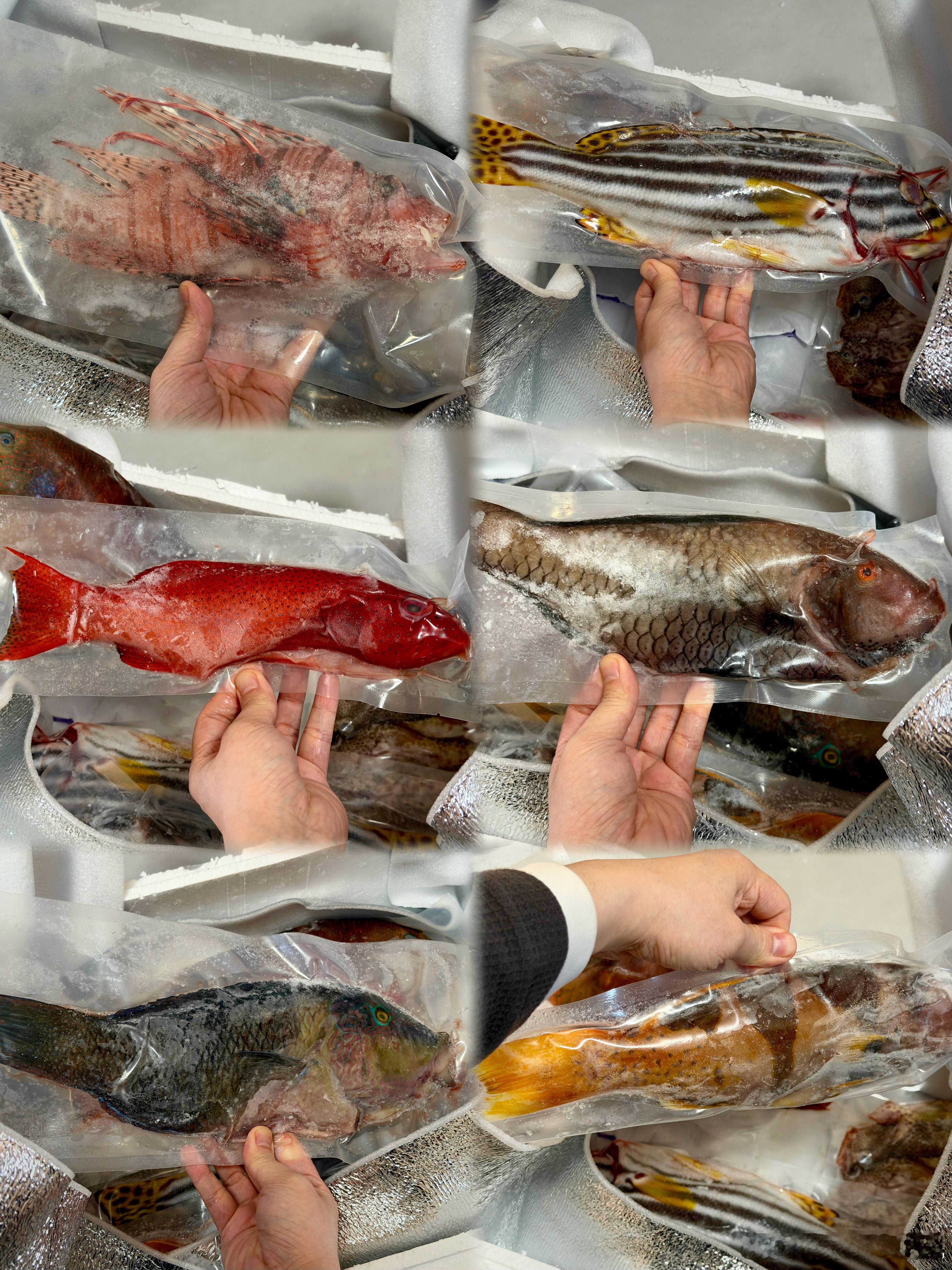 收到一大箱子，拆开一看全都是新鲜的海鱼！感谢兄弟！年年有余啦！