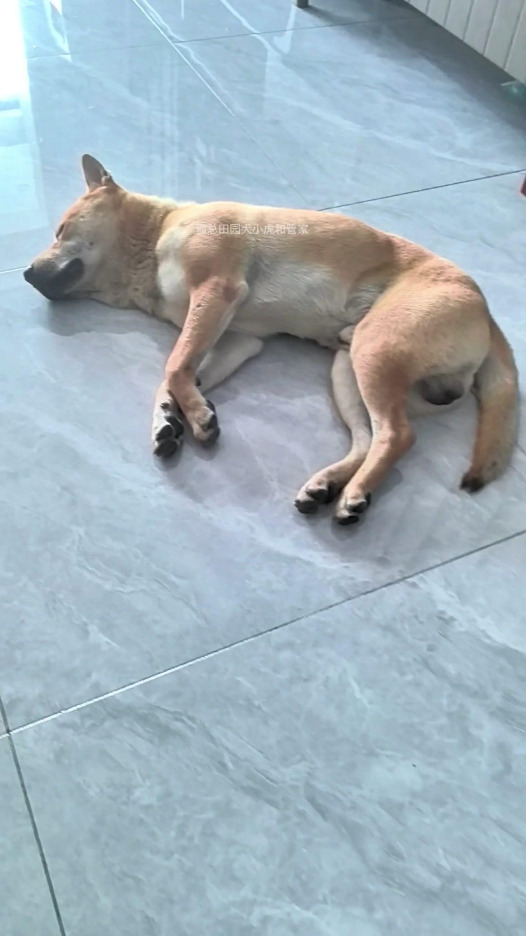 🐕土狗也会做梦吗？💤生理机制：
土狗睡觉，大脑部区域还在活跃，跟人类似的，神