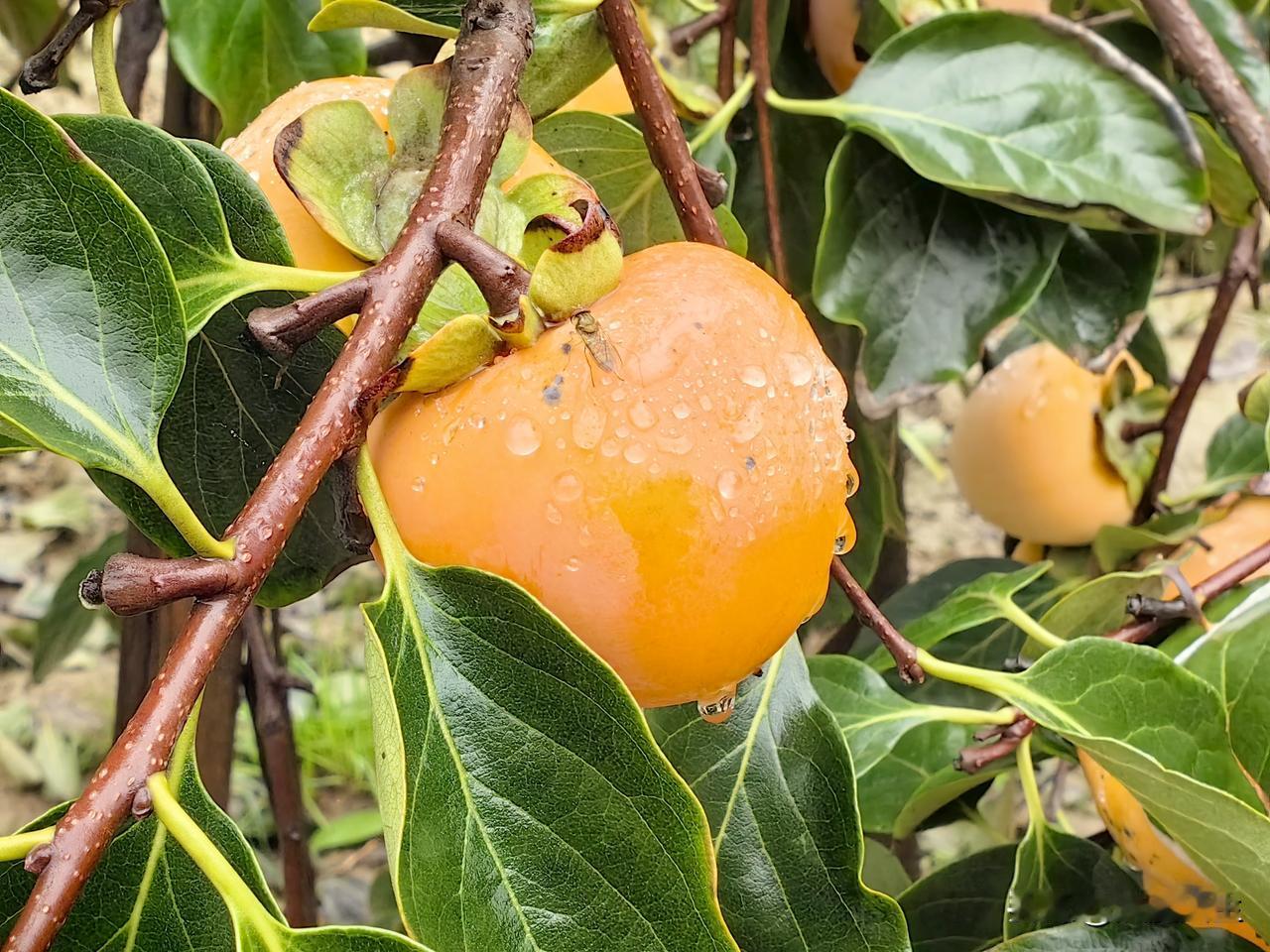 土地真是好宝贝，种瓜得瓜、种豆得豆，今年虽然雨水多，但是收成还是不错，看看收获成