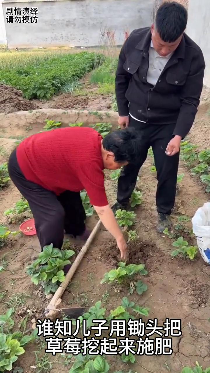 儿子给草莓挖起来去施肥，下一秒母亲看到阻止他。
母子两个在地给草莓施肥，谁知儿子