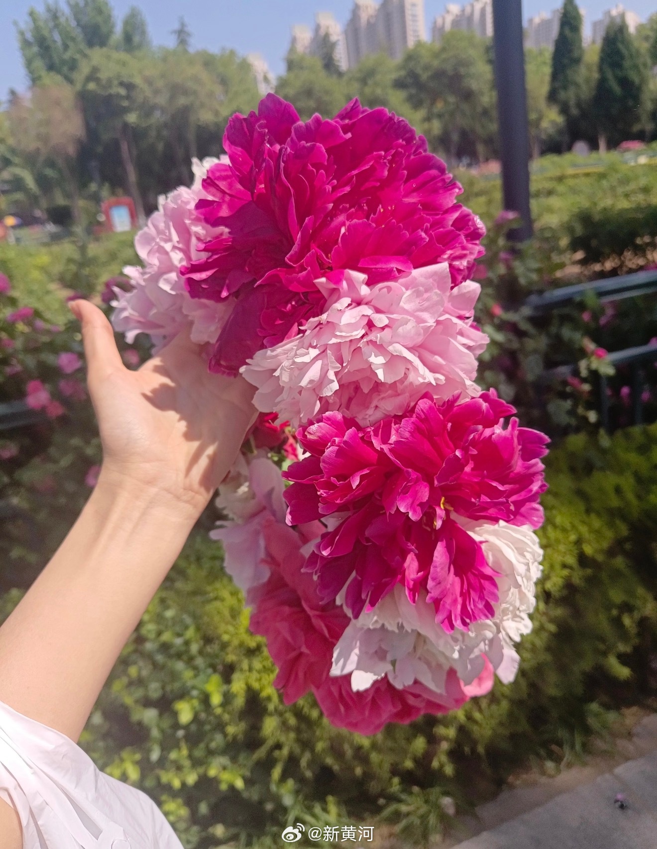 【#菏泽10元的牡丹花环火了#】菏泽的牡丹迎来盛花期！近日，2026世界牡丹大会