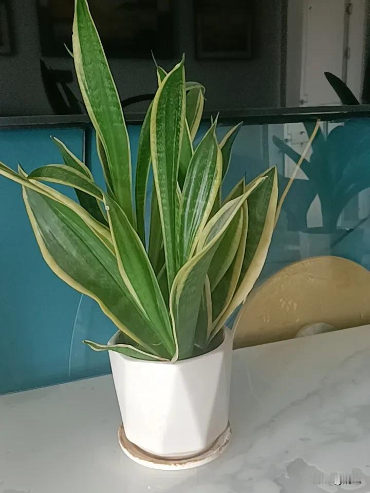 春日生活打卡季虎皮兰还是比较好养的，经常出门，也不怎么照顾它，只是偶尔浇浇水，就
