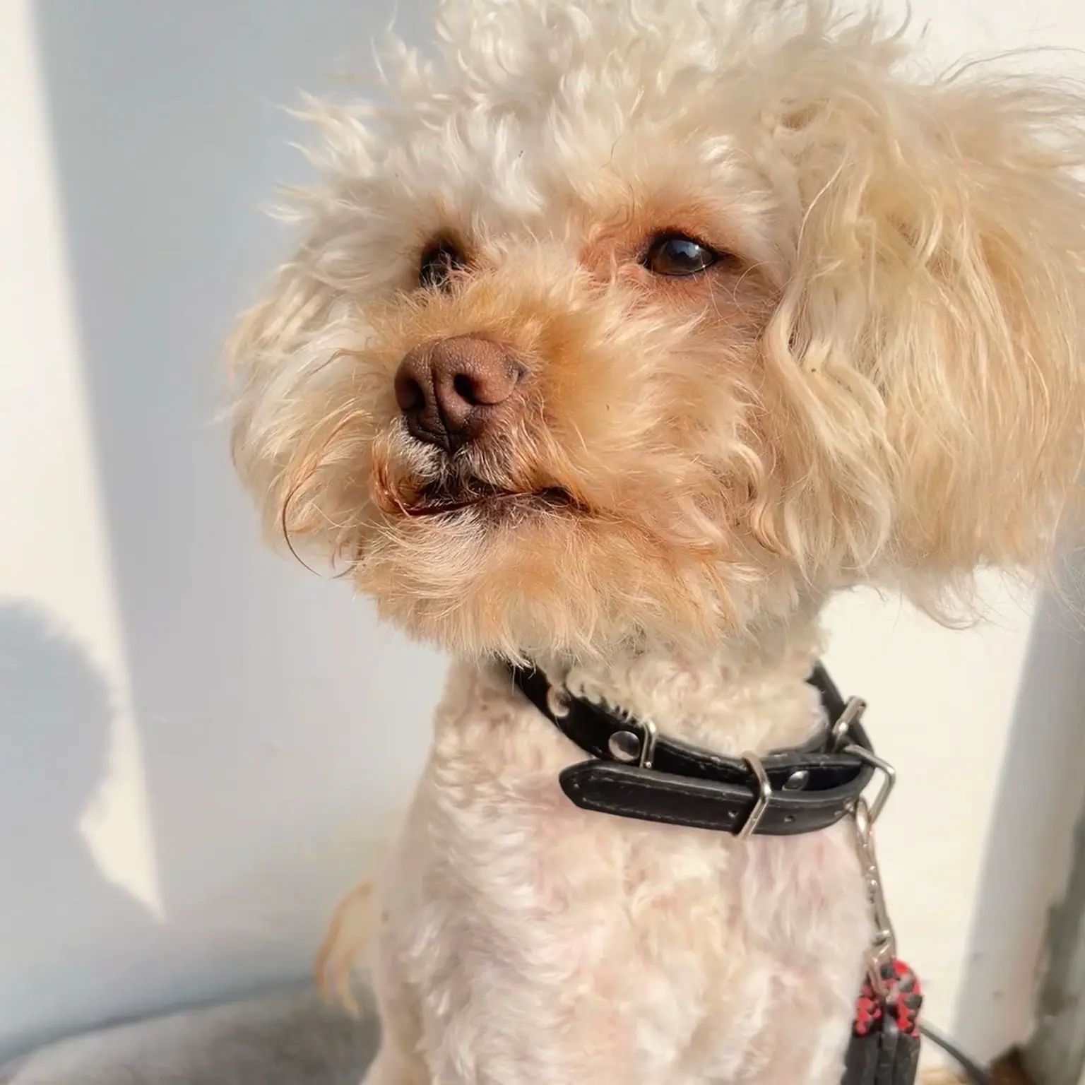 你一天一口亲爱的对方