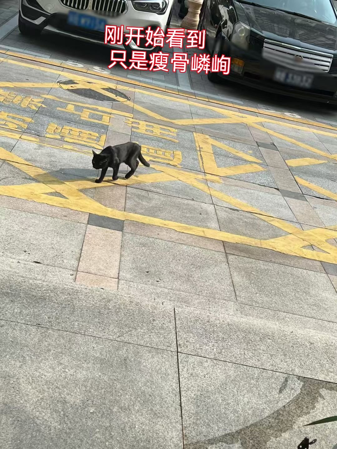 大黑有家啦！毛茸茸的七夕情书深圳领养 深圳