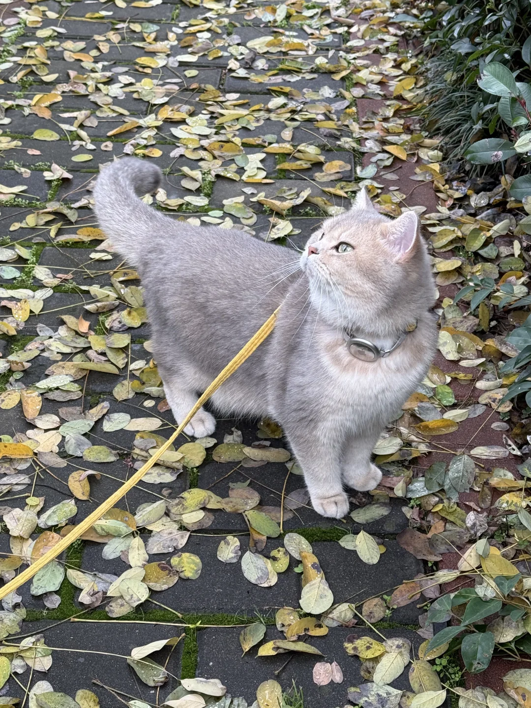 小猫踩落叶🍂