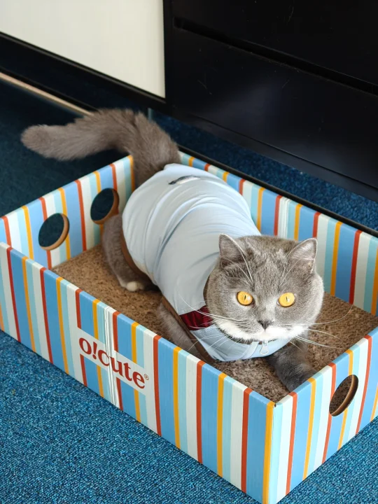送给养猫朋友的礼物