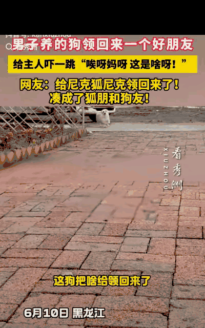 “笑岔气了！”黑龙江，一男子养的狗子不见了，喊了一声后，狗子竟跑了回来，令男子没
