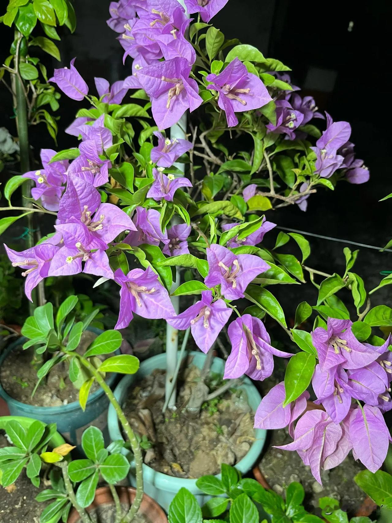 有没有漂亮的花朵图片吗