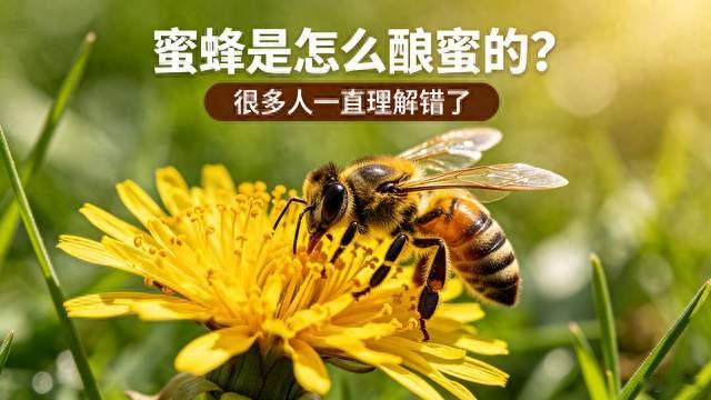 蜜蜂采回来的花蜜，直接就是蜂蜜吗？带你看懂蜜蜂酿蜜全过程