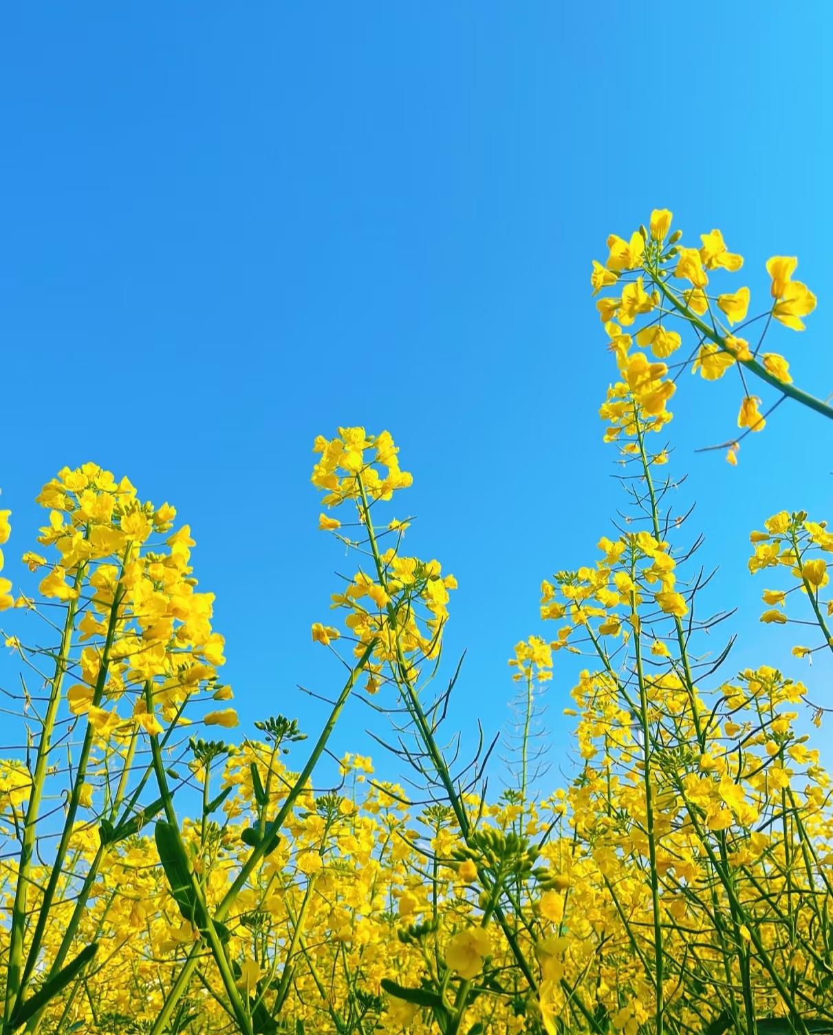 发现没有，
凡是过的幸福的两口子，
都有一个共同点，
就是两人都没什么朋友。
男