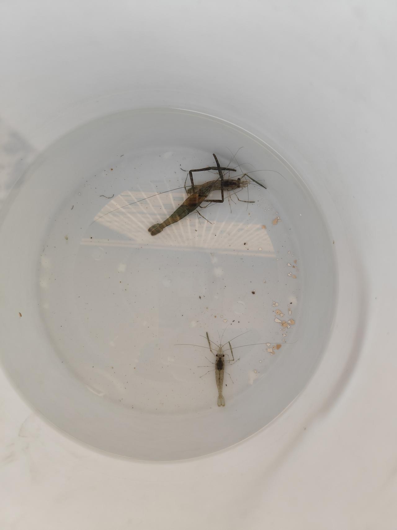 今天天气好，阳光明晃晃的，热得人直冒汗。深圳这天气都快30℃了，都能把活虾“煮熟