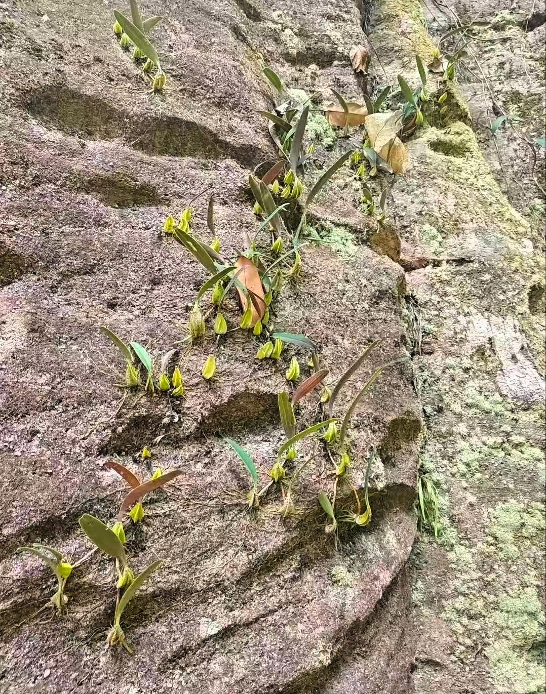 近日，广东韶关，一位护林员进山开展日常巡护时，没成想，竟然在陡峭的湿滑岩壁上发现