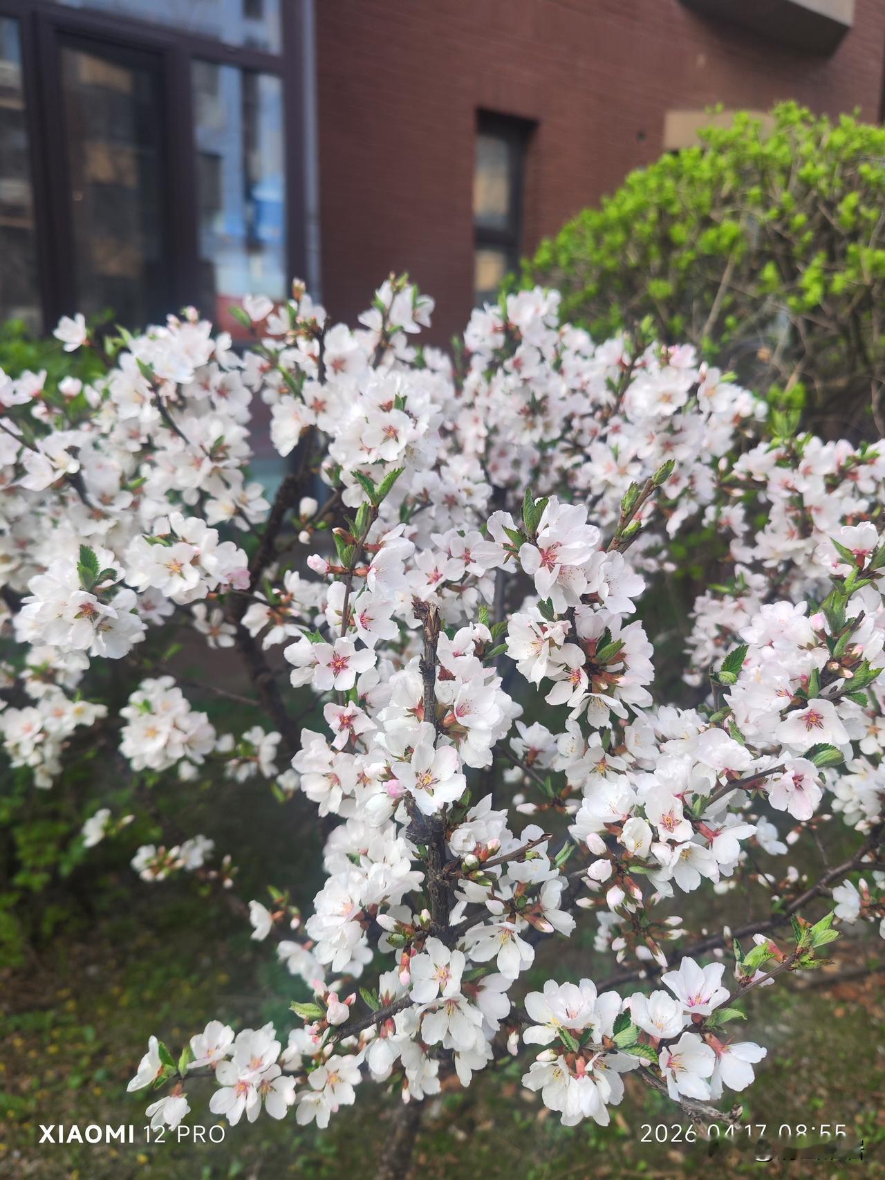晒图笔记大赛春天最美的地方，就是花多，李子树、樱桃树等，都相继开花。