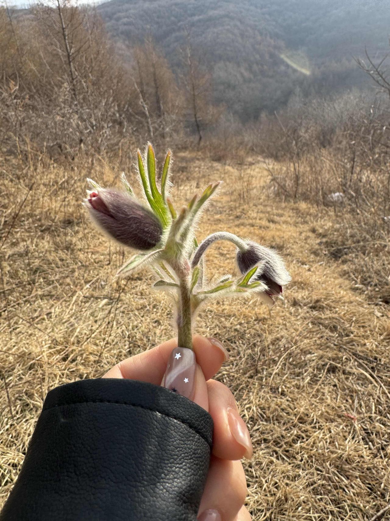 而作为中药材的白头翁，可是有不少功效呢。它能清热解毒、凉血止痢，对一些肠道疾病有
