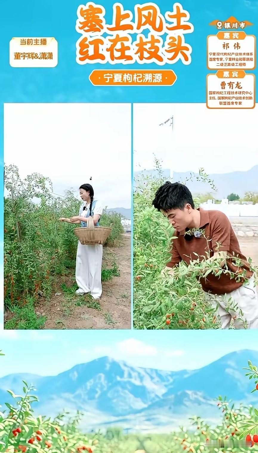 全网心疼采摘工，
我却心疼那被扒掉的三层皮。
董宇辉宁夏算账，地头鲜果7块一斤，