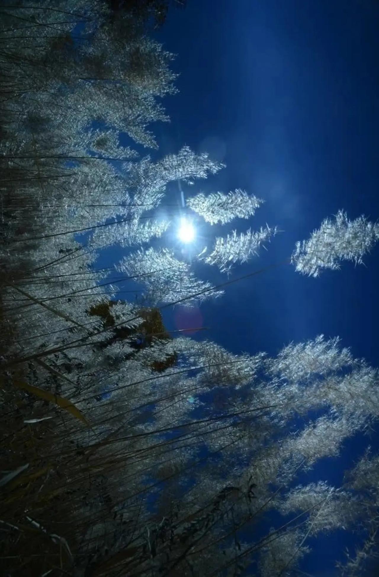 短诗◎撕夜
芳芳



晨光穿透夜的衣裳
风撩开合着的眼皮
撕碎的迷茫
不再彷徨