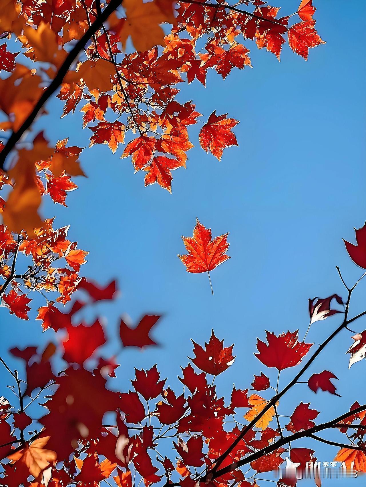 上联:花落春将尽(头条)
下联:叶飞秋已来(原创)
(网图侵删)