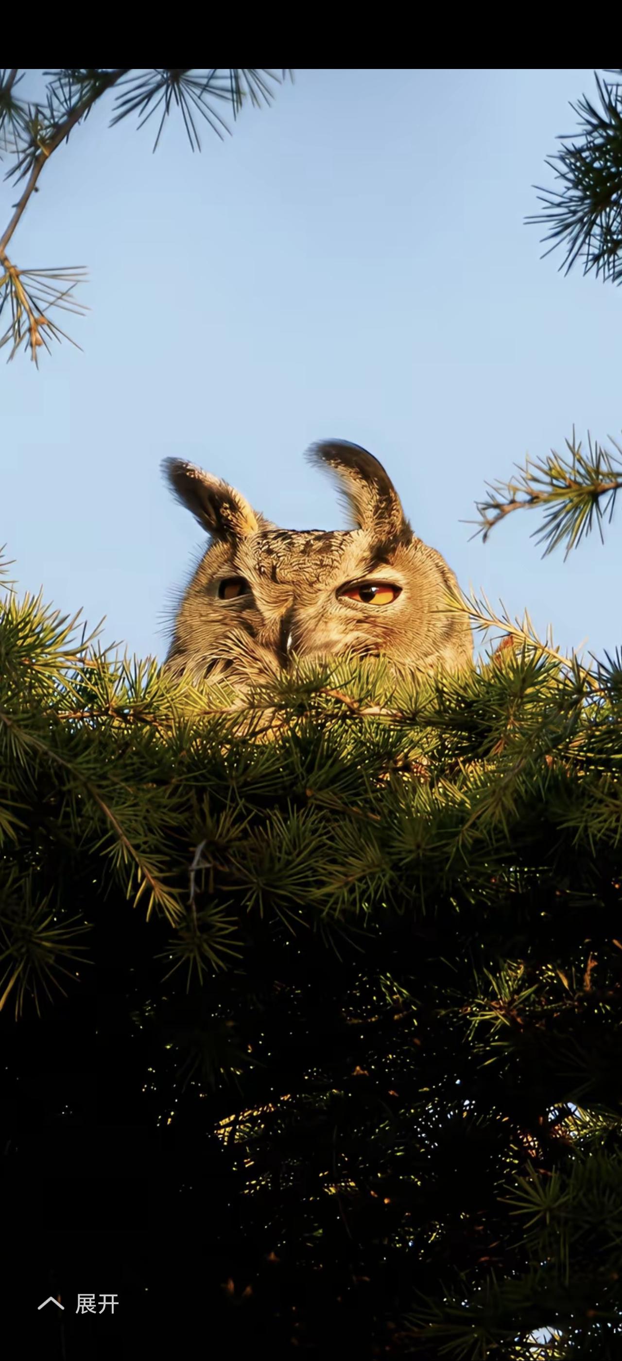今天生活感悟天高任鸟飞，海阔凭鱼跃