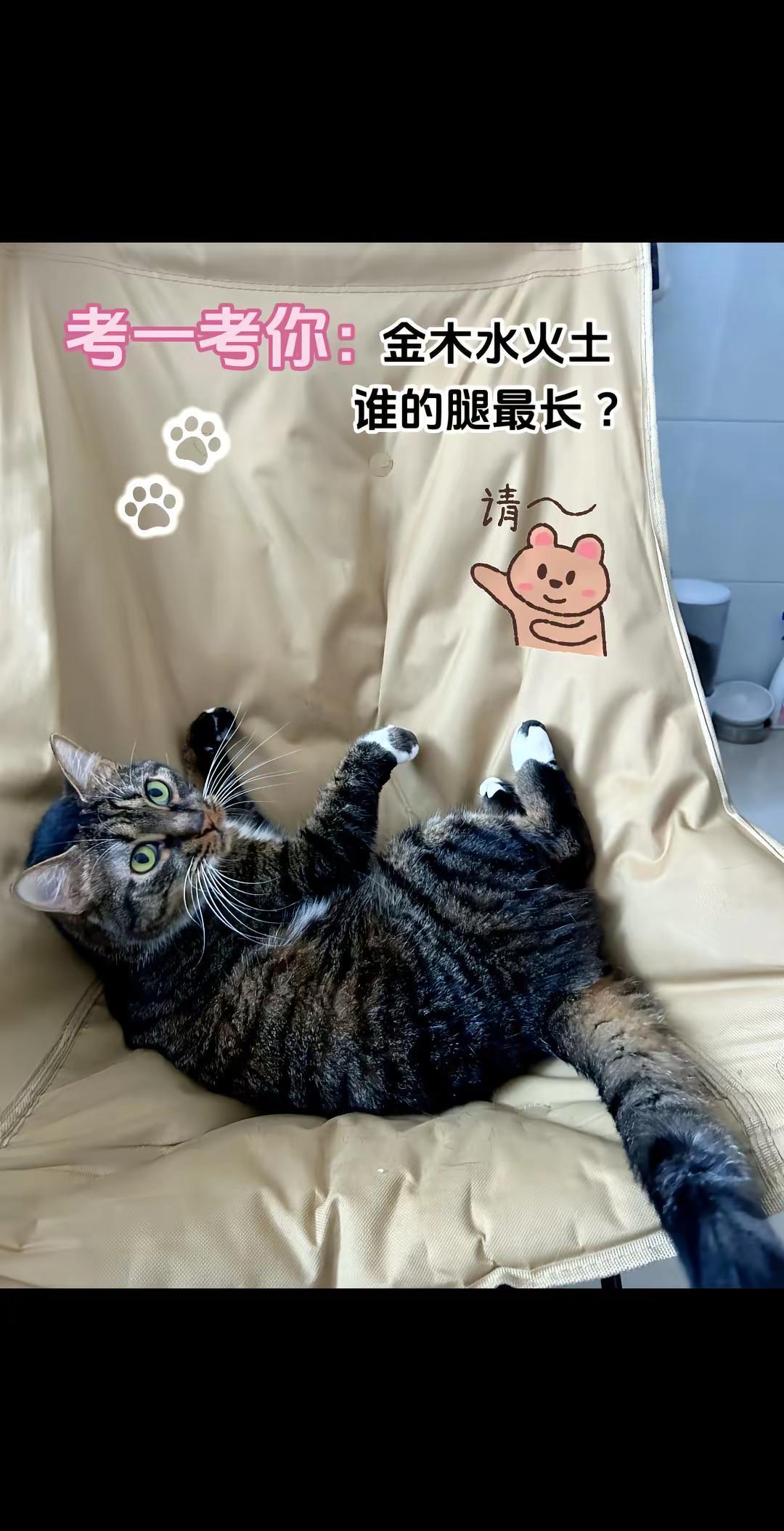 考一考大家：金木水火土，谁的腿最长猫咪日常 狸花猫的日常 萌宠出道计划