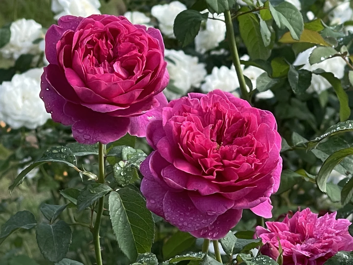 奥斯汀秋花