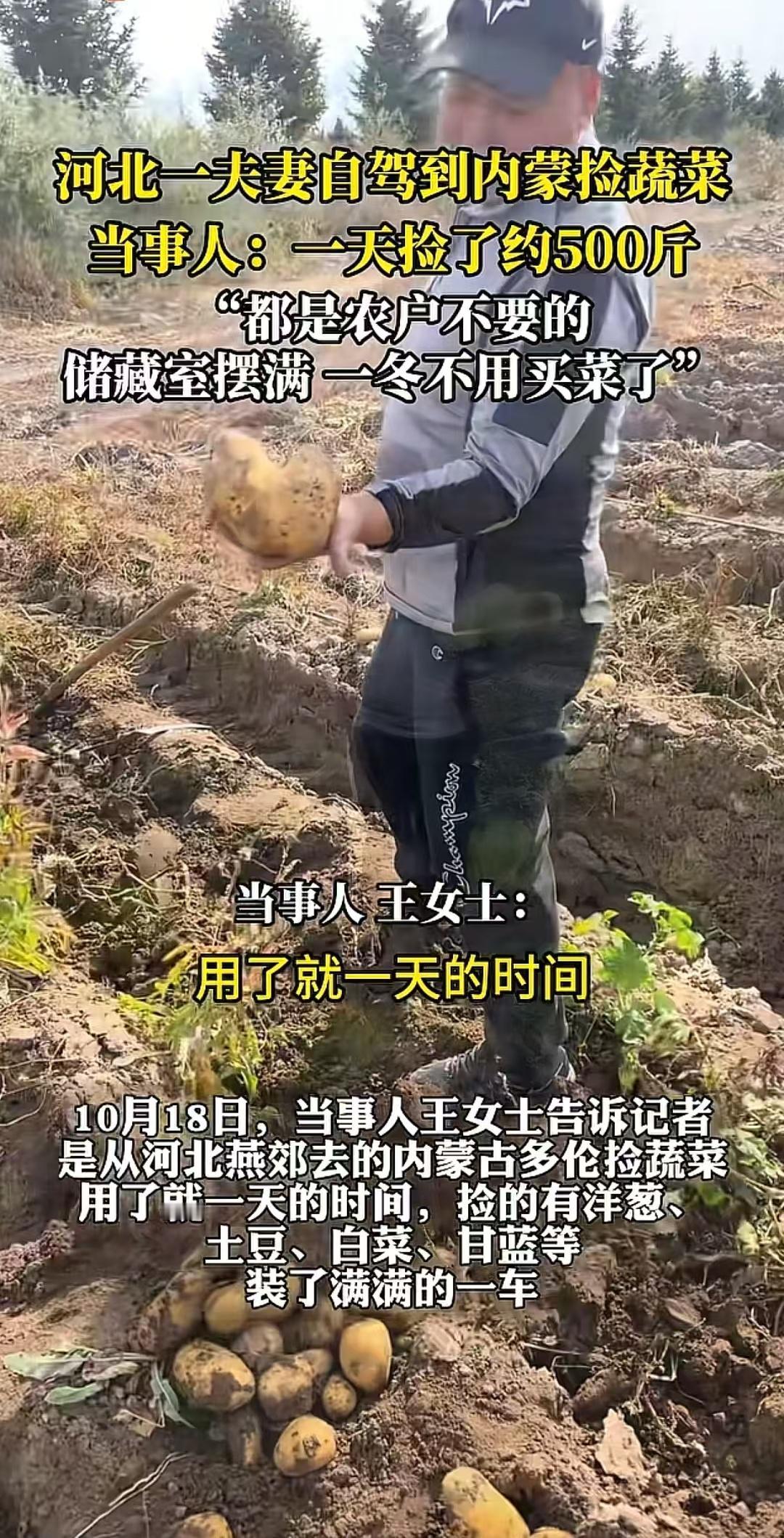 捡蔬菜怎么了呢？也不丢人！
河北一夫妻自驾游，在内蒙捡了500斤蔬菜。
他们既不